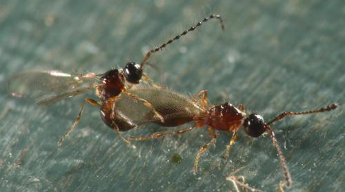 Réf. 192 370 : Trichopria sp.